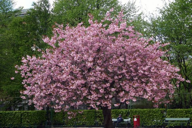 Trær som blomstrer - JAPANSK KIRSEBÆR.jpg - Tiril