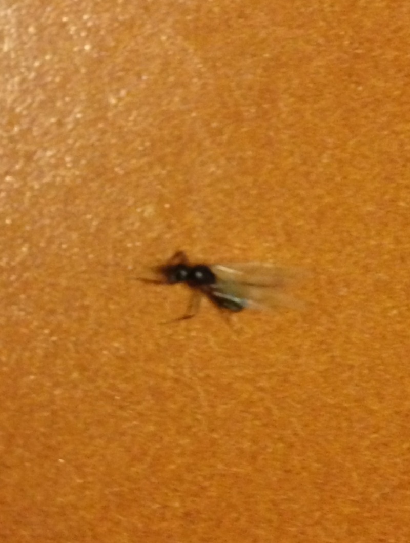 Hva er dette? Maur eller flue? - image.jpg - elekt