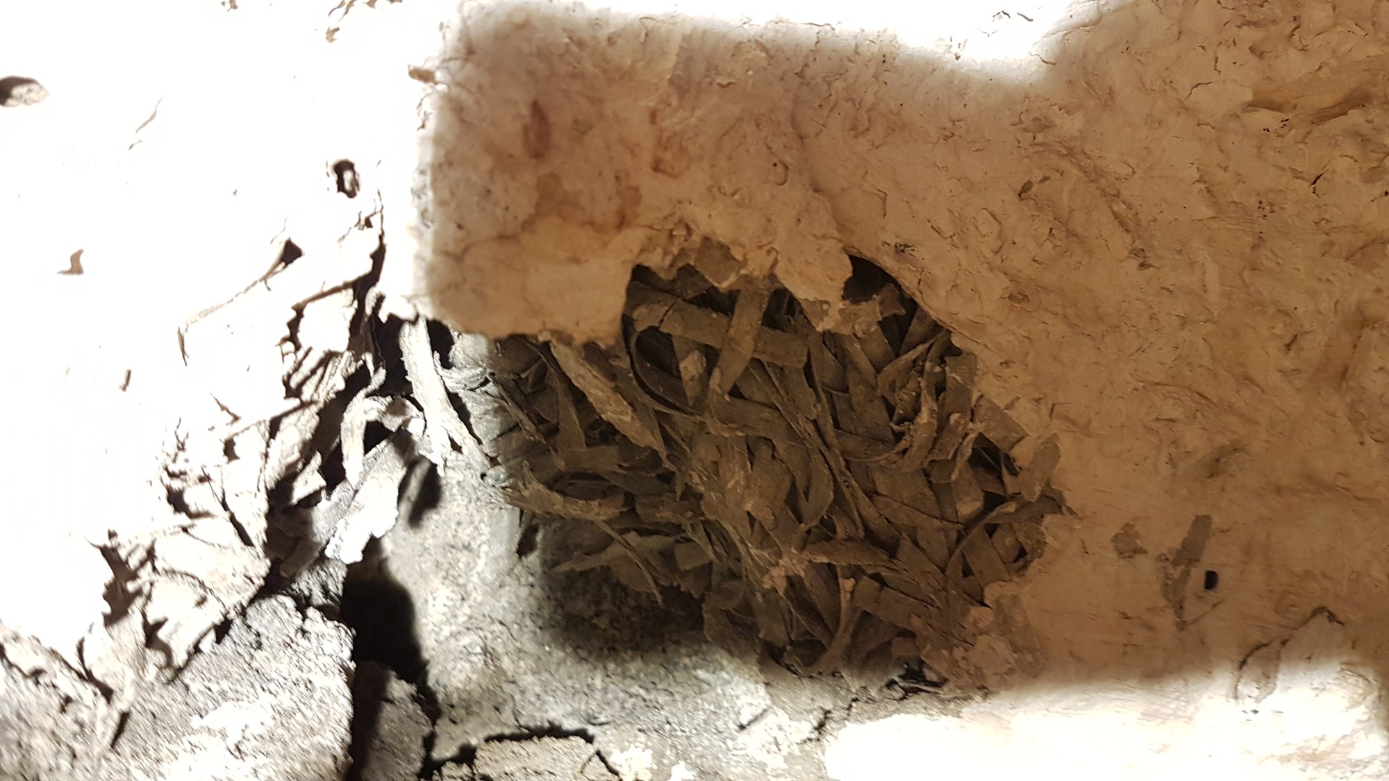 Råtten vegg i kjellerbod, mulig asbest? Tips ideer til hva materialet i muren bak er.  - 20180613_224617.jpg - hugohytte
