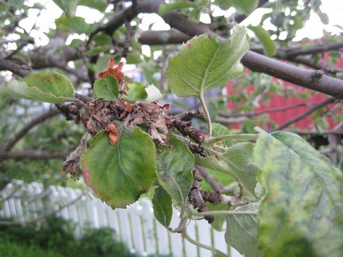 Sykdommer på epletrær - syk1.jpg - Horizon