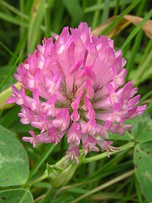 Gressplen med rødkløver, hvitkløver og jordbærkløver - 220px-Red_clover_closeup.jpg - kirderf