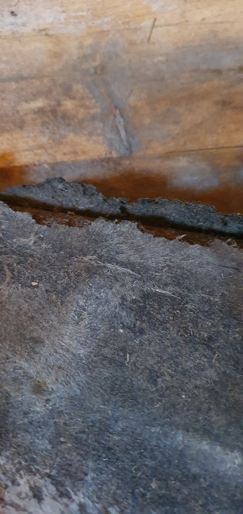 Asbest i gammelt gulvbelegg? - 20200715_154100.jpg - MonicaHeggelund