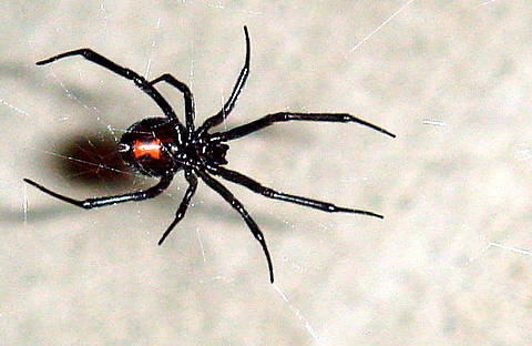 Hvordan bli kvitt edderkopper og nett inne i hus? - Black_Widow_11-06.jpg - Rune