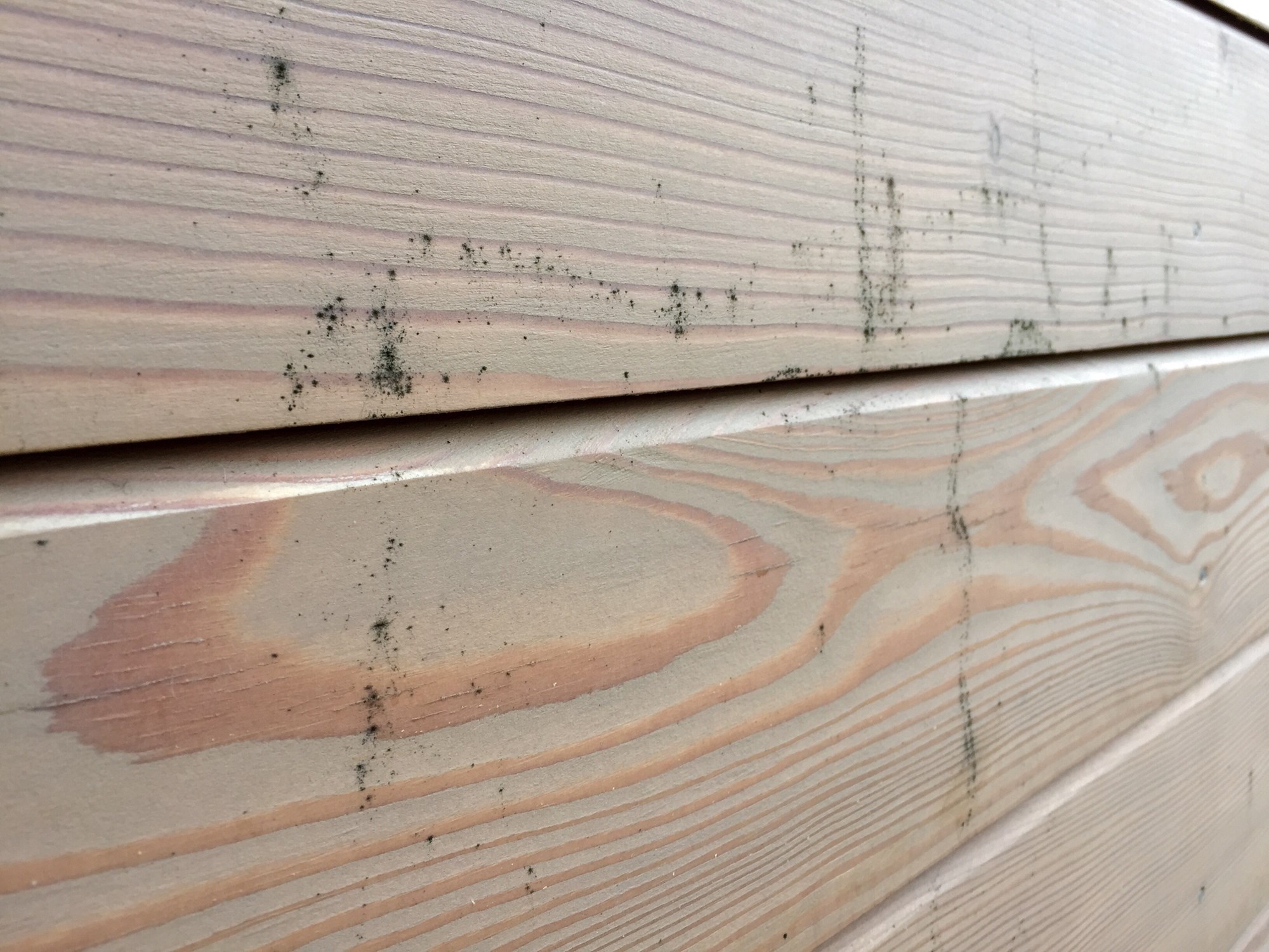 Sorte flekker på fasade av sibirsk lerk - image.jpg - HeineAardalen