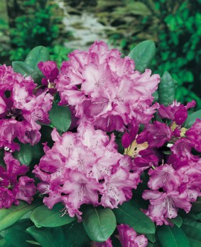 Beskjæring av Rhododendron - Rhod__yak__Bluerettia_s_10.jpg - Pumpa
