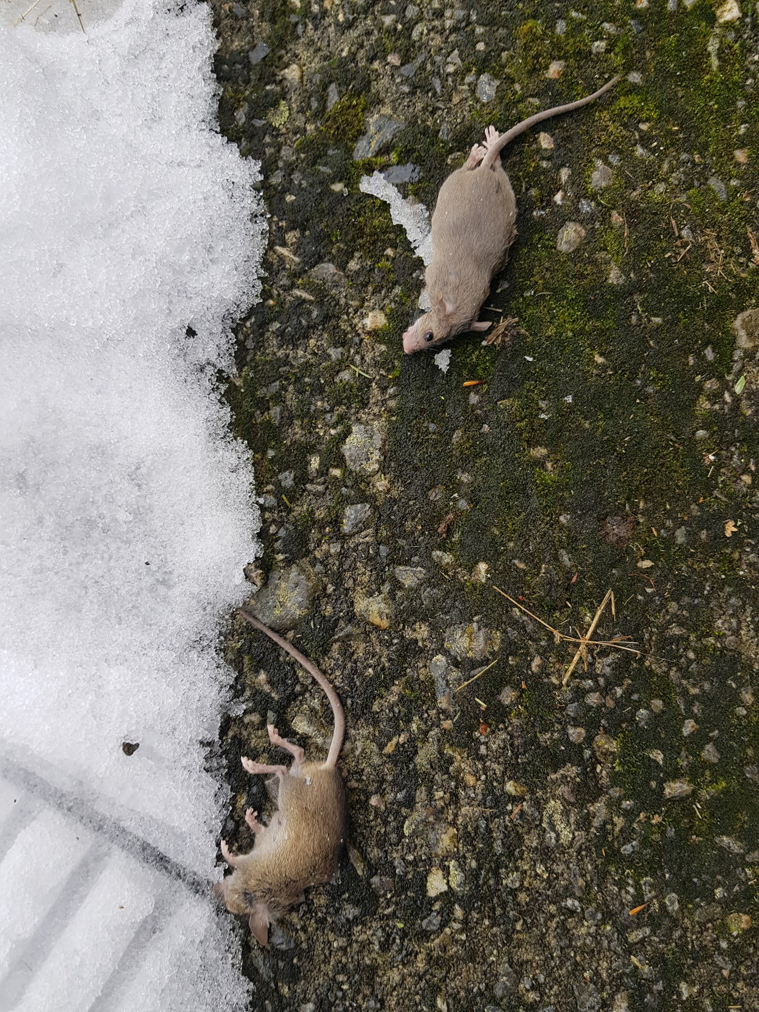 Katt og mus i kjeller - 20180320_160750.jpg - Anonym