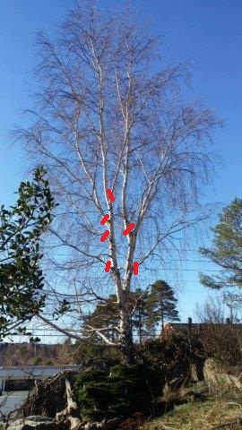 Når kan man beskjære bjørk