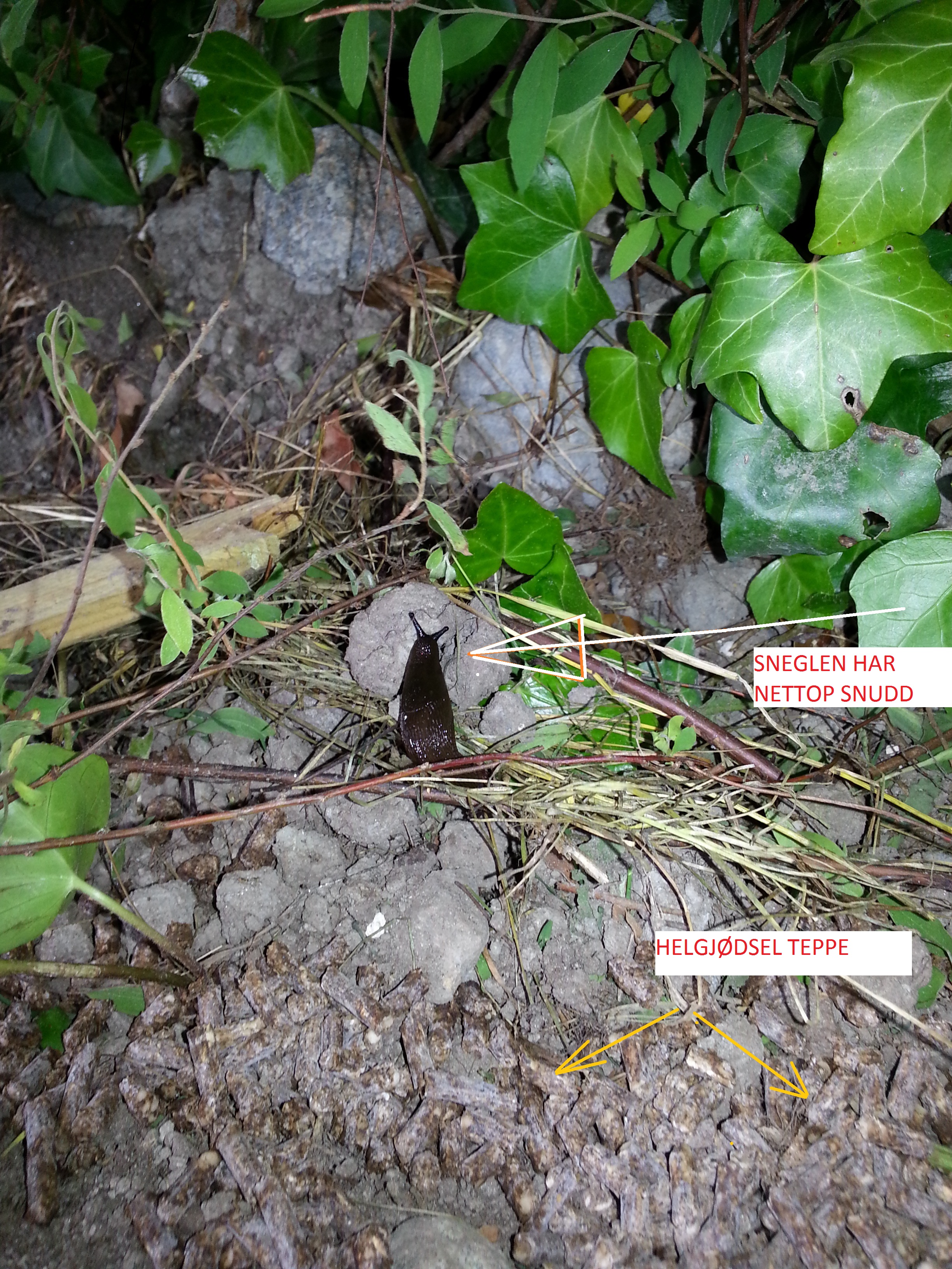 Snegler i hagen vs helgjødsel, noen som har erfaring ? - snegle.jpg - gauk1