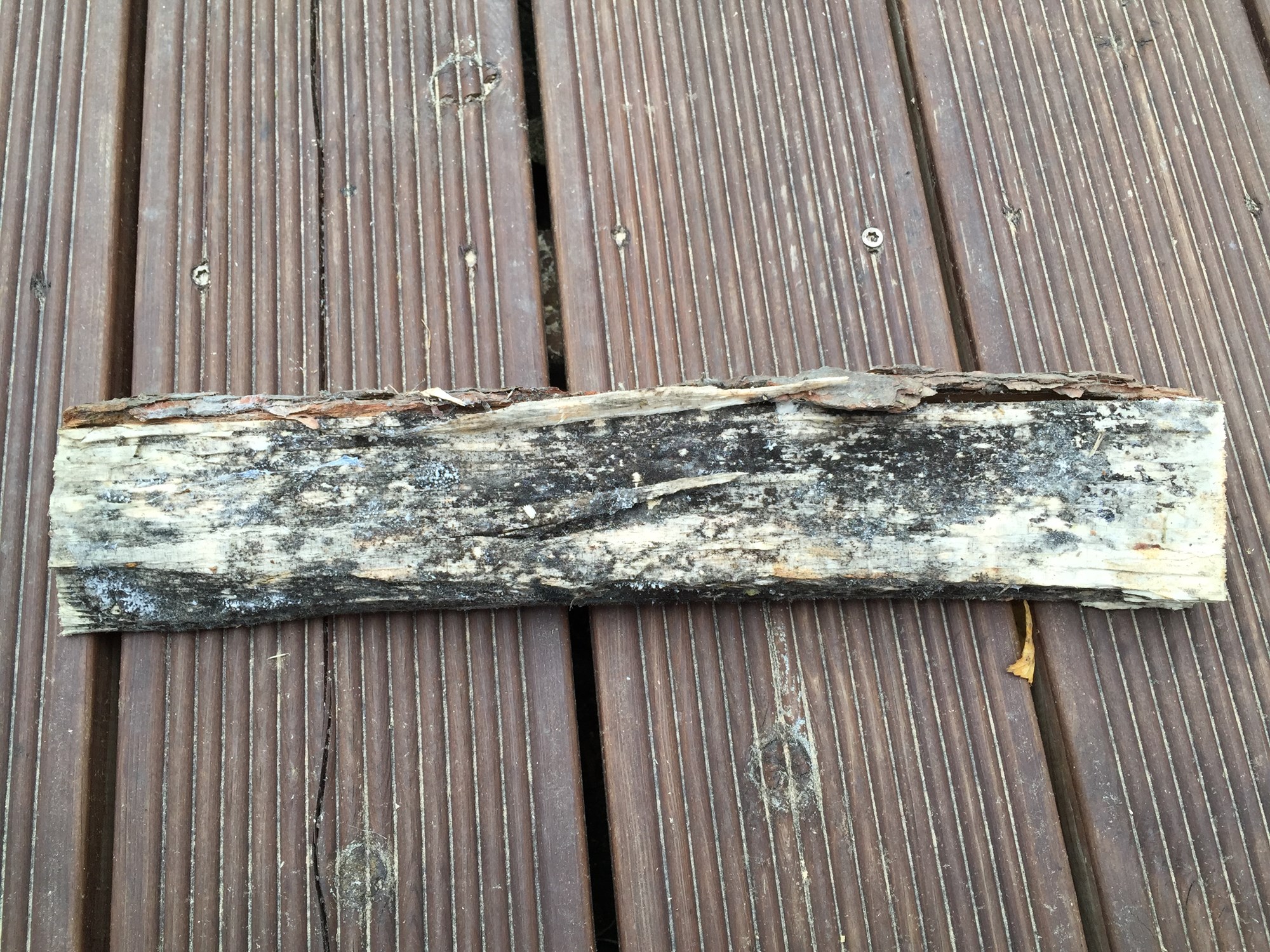 Sopp P Ved Farlig ByggeBolig sopp-p-ved-farlig-byggebolig