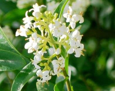 Hvilken plante er mest hurtigvoksende og dekker mest mot nabo? - Ligustrum_vulgaris_(zoom).jpg - Aasg