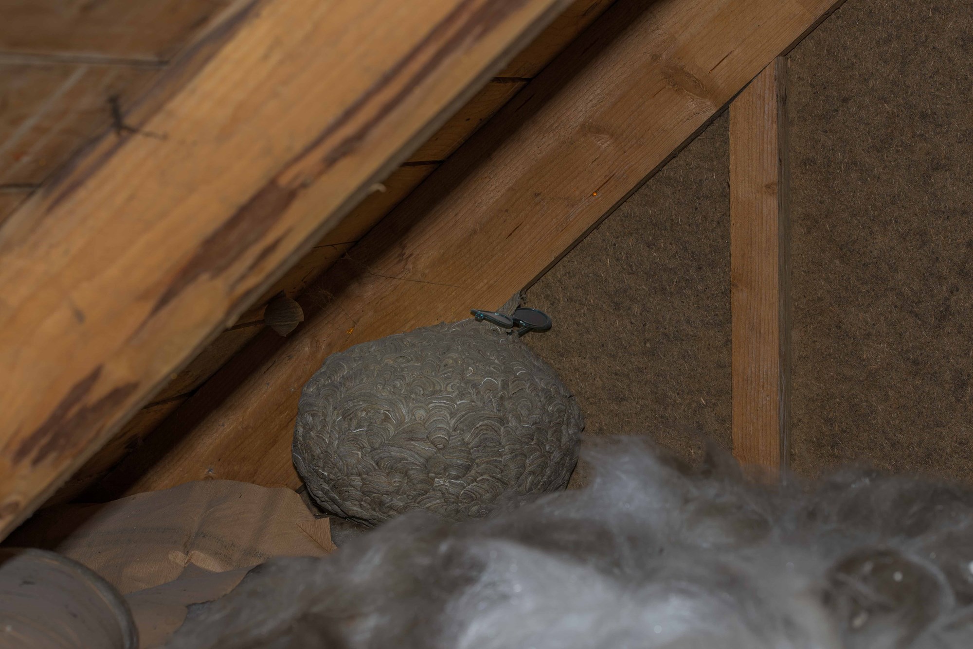 Fant det største vepsebolet jeg har sett på loftet, hva gjør jeg? - Vepsebol (1 of 1).jpg - barenstaden