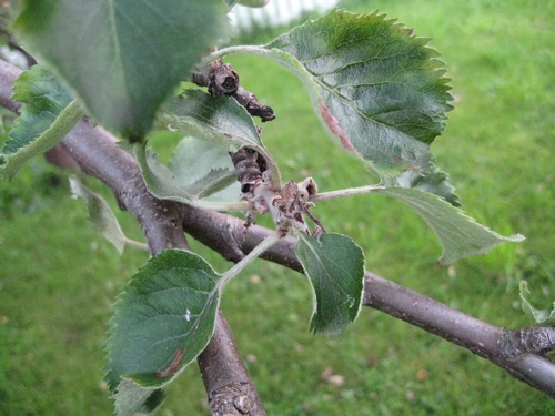 Sykdommer på epletrær - syk2.jpg - Horizon