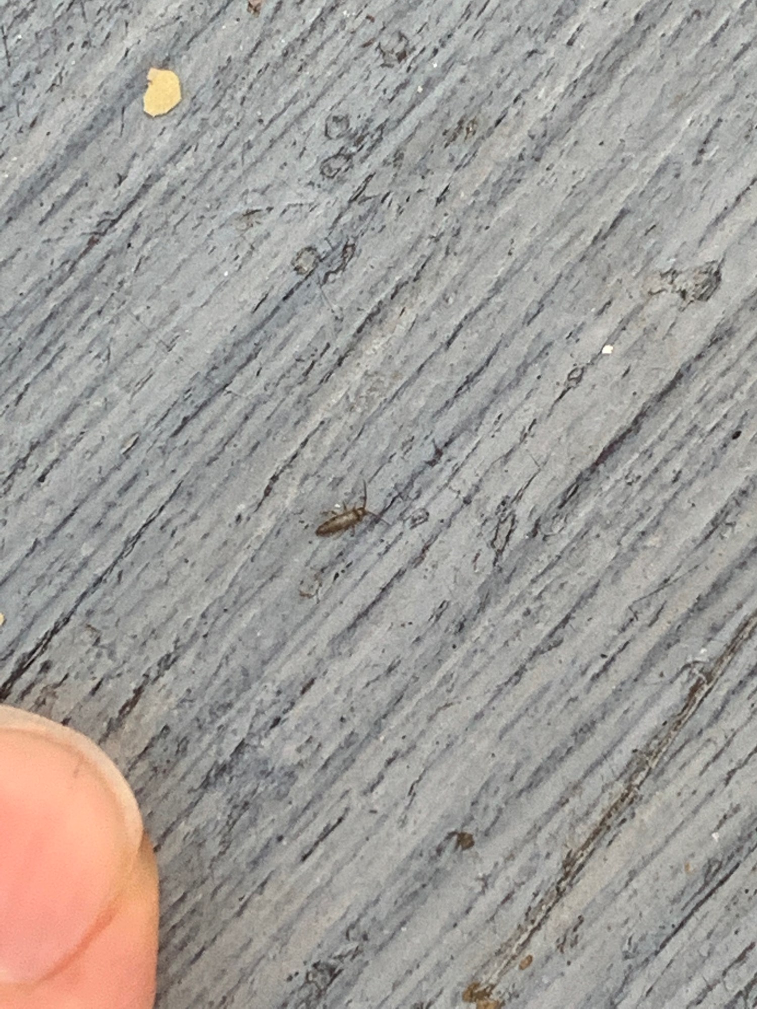 Noen tanker om hvilket insekt som har troppet opp på plattingen min? - gnCvi8YDRE2jUIqv+vwYuQ.jpg - Bobthenewbie