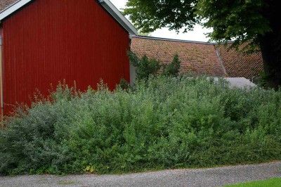 Hvilken plante er mest hurtigvoksende og dekker mest mot nabo? - SG1L1133-400x266.jpg - Aasg